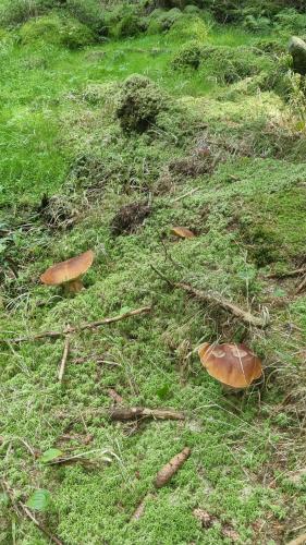 two mushrooms on the grass in a field at Chata Czarny Kot z jacuzzi i sauną in Janowice Wielkie