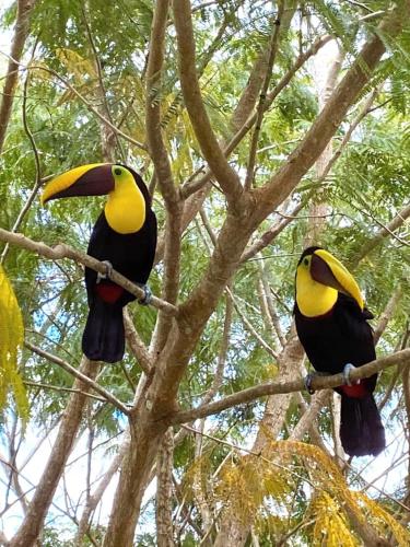 two birds sitting on branches of a tree at Family getaway, pool, beach and surf in Jacó
