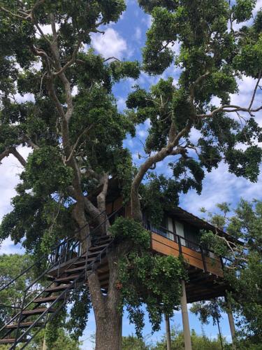 a tree house in the middle of a tree at Eagle Eye Yala in Yala