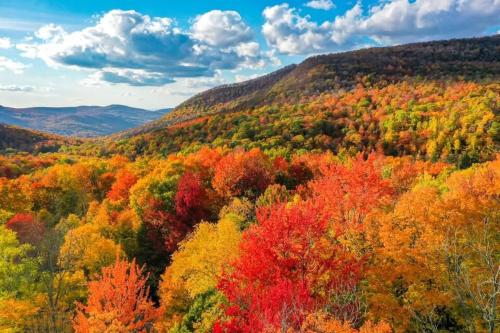 an autumn view of a hillside with colorful trees at 100 percent Private! Pool, Views, Skiing, Theatre! in Weston