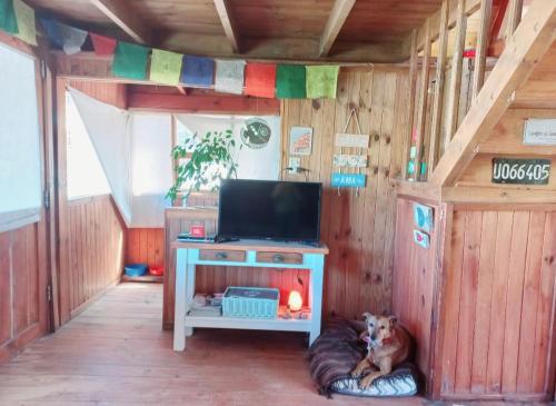 un cane sdraiato su un cuscino in una stanza con una televisione di El Canto de la Ballena Bungalow La Paz a Puerto Pirámides