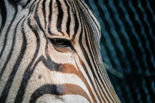 a close up of the face of a zebra at African Hills Safari Lodge & Spa in Magaliesburg