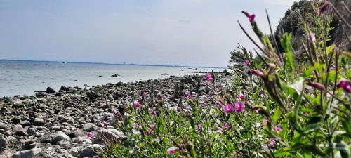 a rocky beach with pink flowers and the water at Haus Panorama - Kleines Sternchen in Grömitz