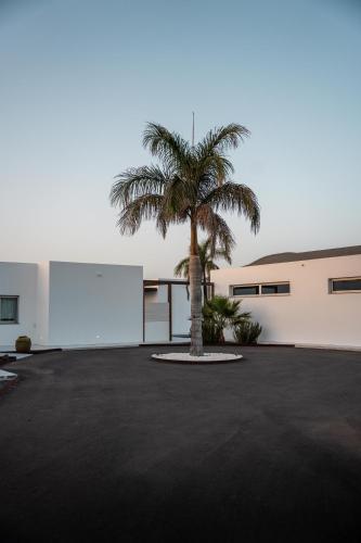 a palm tree in a parking lot in front of a building at Kyuka Surfclub in Lajares