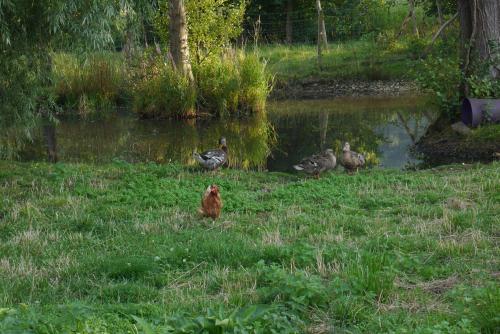 a group of ducks sitting in the grass near a pond at Gite La Fleuv'Yeres in Villy-sur-Yères