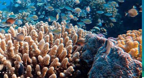 a coral reef with a lot of fish on it at Taman Fajar Gili Asahan in Gili Asahan