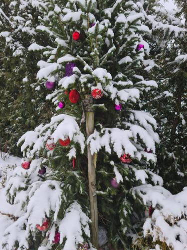 a christmas tree is covered in snow at Vila Šventoji in Šventoji
