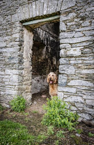 a dog is standing in a brick building at Coachman's Loft in Kells