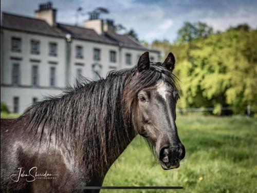 a black horse standing in a field in front of a building at Coachman's Loft in Kells