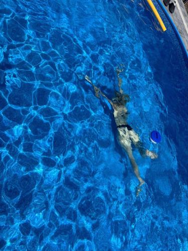 Πισίνα στο ή κοντά στο Dom z Bala Serwy