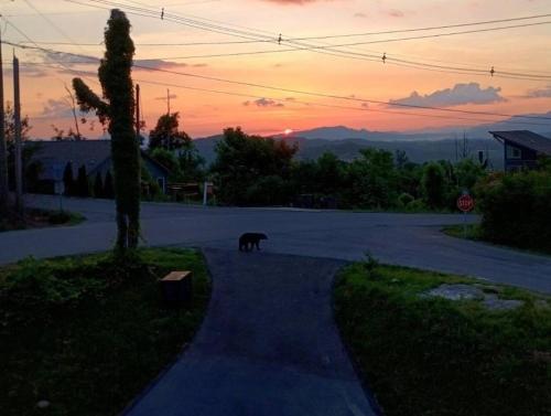 a cat walking down a street at sunset at Indoor Pool, Volleyball Beach, Mountain View, Luxury in Gatlinburg