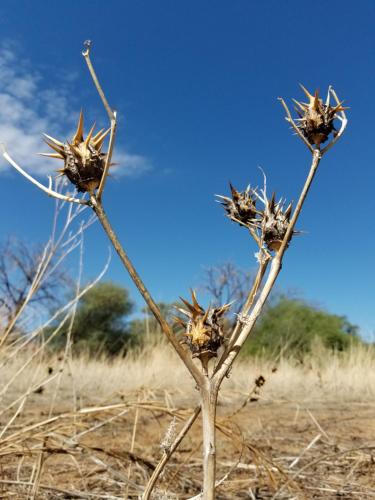 a dead plant in the middle of a field at Heidehof in Omaruru