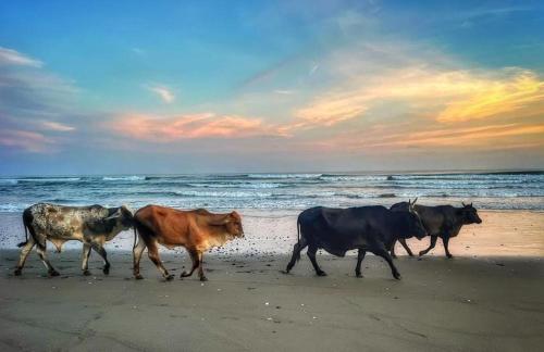 a group of cows walking on the beach at Surf Lodge El Carrizal-Punta Mango in La Periquera