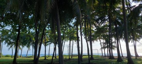 a row of palm trees in a field with the ocean at El Castillo Divertido in Paraíso