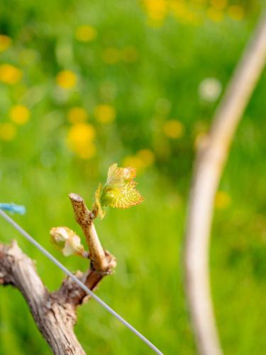 a young plant is growing on a tree branch at SCHILCHERLANDLEBEN - Weingartenhaus in Sankt Stefan ob Stainz
