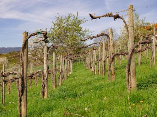a row of wooden poles in a field at SCHILCHERLANDLEBEN - Weingartenhaus in Sankt Stefan ob Stainz