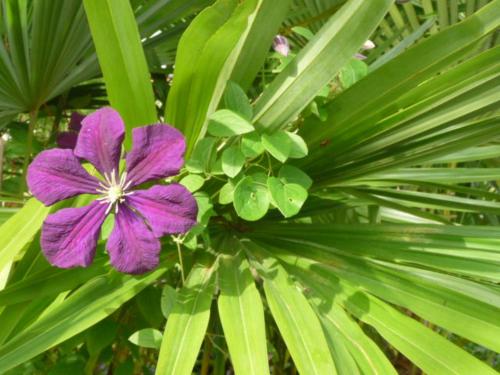 a purple flower sitting on top of a green plant at Magnolia Petal in Ganges