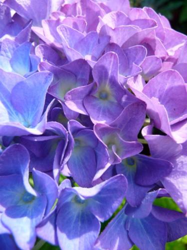a close up of a purple flower at Magnolia Petal in Ganges
