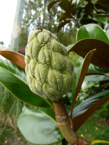 a large green fruit growing on a plant at Magnolia Petal in Ganges