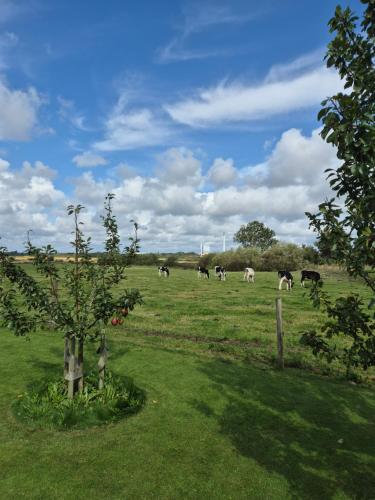 a herd of cows grazing in a field at Utsikten in Halmstad