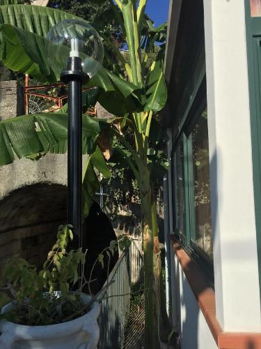 a plant in a pot next to a window at Holiday Home Gionny & Mary in Taormina