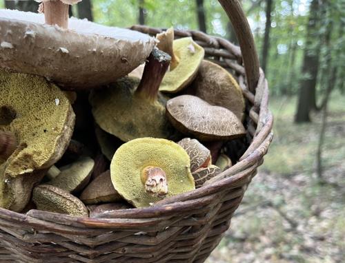 a basket full of mushrooms in the woods at Barinka in Světec