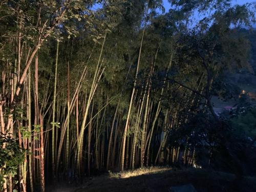 a row of bamboo trees in a forest at night at Habitación con espectacular vista in Salento