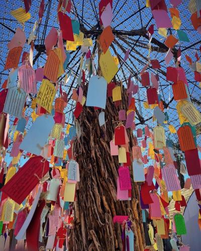 a tree with lots of prayer flags hanging from it at Baja Tranquilo - Villas Cerritos in El Pescadero
