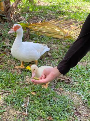 a person holding a duck and a baby bird at Tirtha Quddus Farm Stay in Kampong Sum Sum