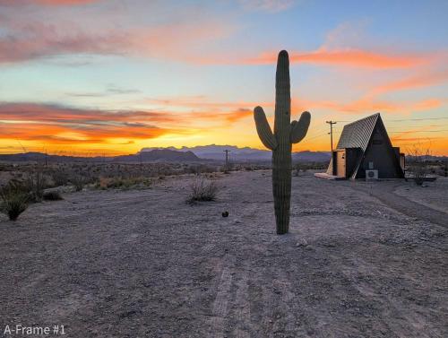 a cactus in the middle of the desert with a sunset at Stardust Big Bend Luxury A-Frame#4 great views in Terlingua