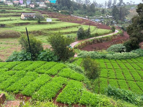 an aerial view of a field of crops at Kanjira house in Ooty