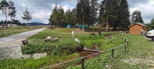 Φωτογραφία από το άλμπουμ του Funtasy park stays σε Ravne
