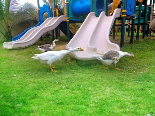 a group of ducks walking on a playground at Le Roi Digha in Digha
