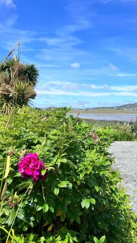 a pink flower in a bush next to a beach at Marys House in Carrigart