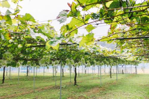 Jardín al aire libre en 一棟貸し古民家宿「縁側のとき」Engawanotoki Villa