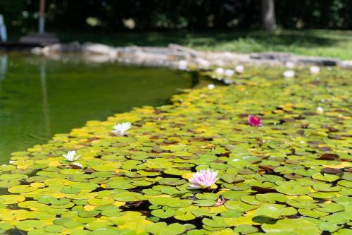 a pond with lily pads and flowers on it at Corte all'Olmo in Ca' di David