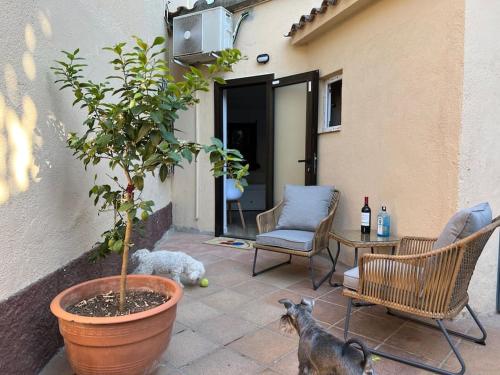 two dogs sitting on a patio with a potted plant at Acogedor piso independiente Valldoreix in Sant Cugat del Vallès