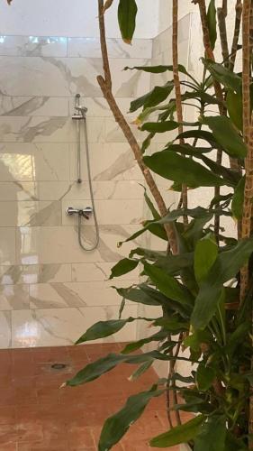 a shower in a bathroom with a plant at Mediterrania 98 in Torroella de Montgrí