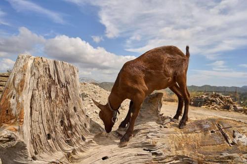 a goat standing on top of a wooden stump at Valley View Studio Apartment Salakos in Sálakos