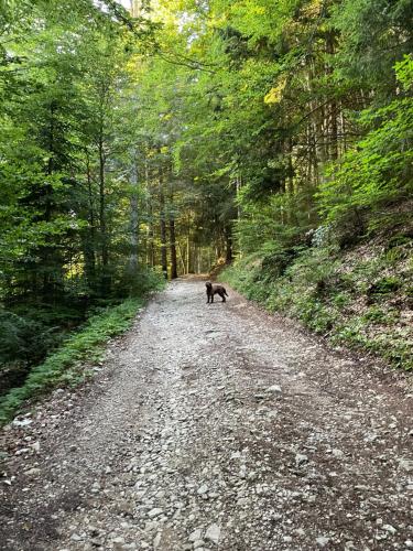 Φωτογραφία από το άλμπουμ του Giulio Mountain B&B σε Ala