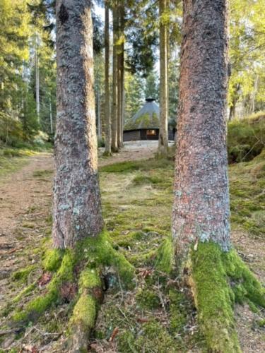 two trees with moss growing on them in a forest at Hyttelåven på Furuholmen in Sarpsborg