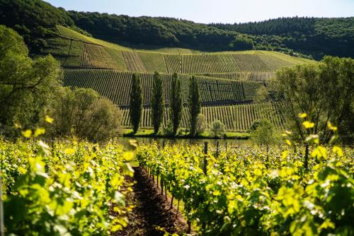 a field of yellow flowers in front of a vineyard at Claes Weinquartier - Appartements & Wein by Niko Schmitt in Trittenheim