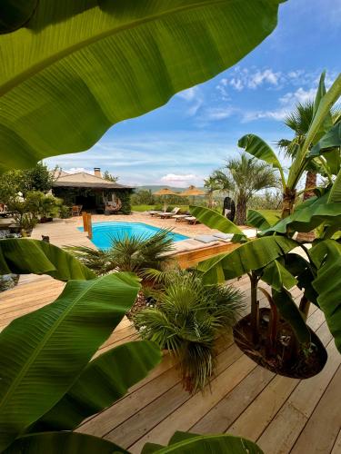 d'une piscine entourée de palmiers et d'une terrasse en bois. dans l'établissement La Maison Du Soleil, à La Garde-Freinet