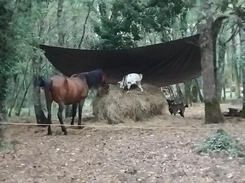 MAISONNETTE pour DÉTENTE ou TRAVAIL