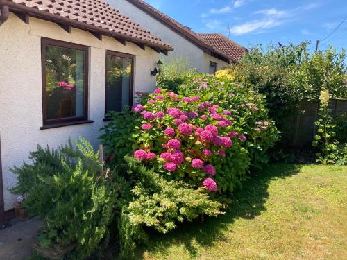 a bush of pink flowers in front of a house at Evelea in Watchet