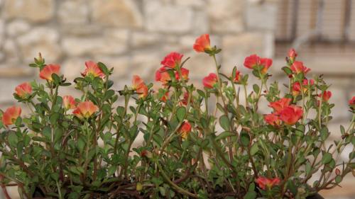 Un jardín fuera de CAN PINÓS de GUIMERÀ