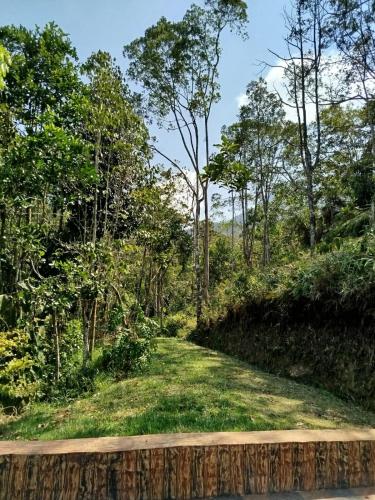a road in the middle of a forest at Finca el Eden in San Luis