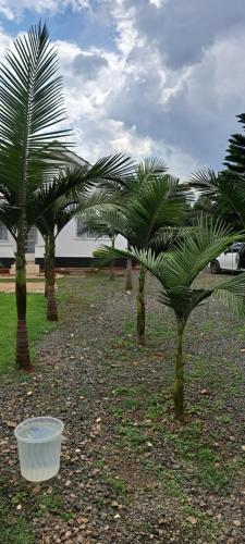 a group of palm trees in a field with a bucket at Palmview studio in Eldoret