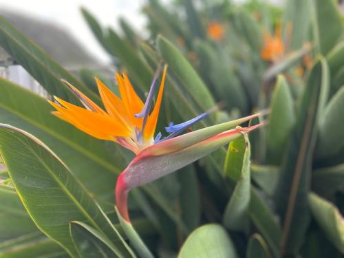 Galeriebild der Unterkunft As Casinhas da Madeira - Cosy Stone Cottage in a subtropical garden in Arco da Calheta