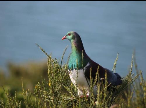 a bird standing in the top of a tree at Private 1 bedroom with amazing sea views in Lower Hutt